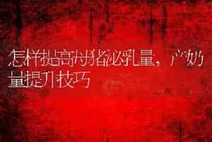 怎样提高母猪泌乳量，产奶量提升技巧