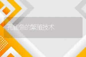 孔雀鱼的繁殖技术