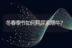 冬春季节如何用尿素喂牛？