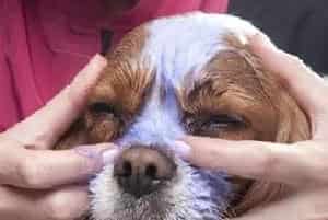 狗狗的面部怎么护理？狗狗面部护理三步法
