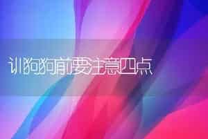 训狗狗前要注意四点