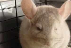 纯啡龙猫的外形特点