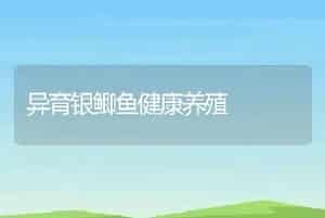 异育银鲫鱼健康养殖