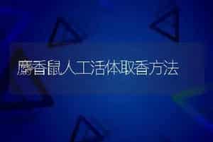 麝香鼠人工活体取香方法