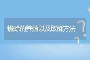 蟾蜍的养殖以及取酥方法