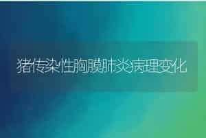 饲养蟾蜍技术