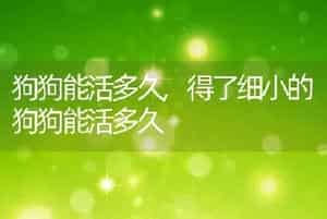 佩玛思特猫粮，佩玛思特猫粮怎么样啊