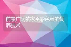 蟾蜍介绍