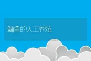 鳙鱼的人工养殖