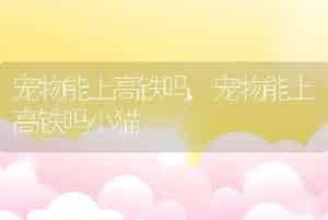 宠物能上高铁吗，宠物能上高铁吗小猫