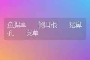 鱼腥草  侧耳根  猪鼻孔  臭草