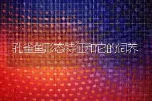 孔雀鱼形态特征和它的饲养