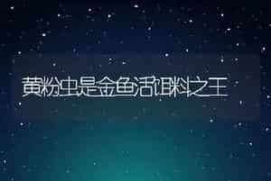 黄粉虫是金鱼活饵料之王