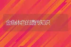 金鱼体色的遗传知识