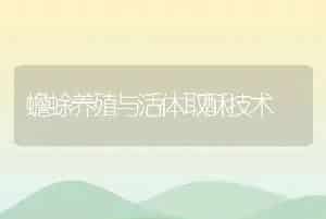 蟾蜍养殖与活体取酥技术