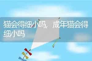 猫会得细小吗，成年猫会得细小吗