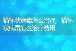 猫杯状病毒怎么治疗，猫杯状病毒怎么治疗费用