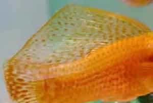玛丽鱼资料介绍_玛丽鱼图片大全_玛丽鱼饲养方法