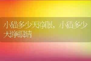 小猫多少天睁眼，小猫多少天睁眼睛