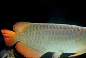 银龙鱼/双须骨舌鱼资料介绍_银龙鱼/双须骨舌鱼图片大全_银龙鱼/双须骨舌鱼饲养方法