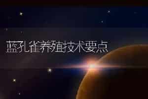 蓝孔雀养殖技术要点