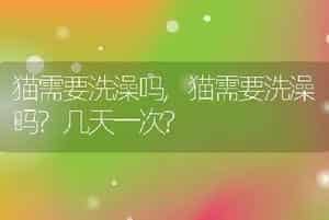 猫需要洗澡吗，猫需要洗澡吗？几天一次？