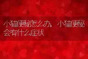 小猫便秘怎么办，小猫便秘会有什么症状