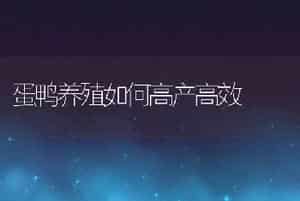 蛋鸭养殖如何高产高效