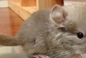 龙猫骨折的治疗措施