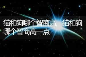 猫和狗哪个智商高，猫和狗哪个智商高一点