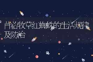 苜蓿牧草红蜘蛛的生活规律及防治