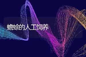 蟾蜍的人工饲养