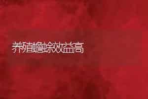 养殖蟾蜍效益高