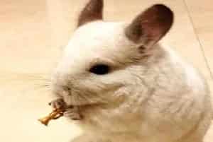 养龙猫的危害有哪些？龙猫缺点盘点