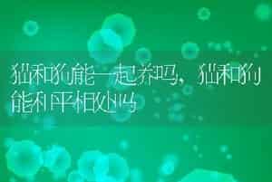 猫和狗能一起养吗，猫和狗能和平相处吗