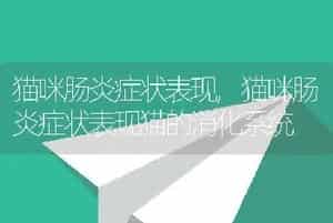 猫咪肠炎症状表现，猫咪肠炎症状表现猫的消化系统