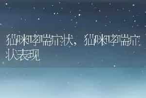 猫咪哮喘症状，猫咪哮喘症状表现