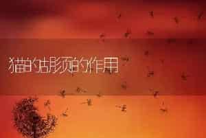 猫的胡须的作用