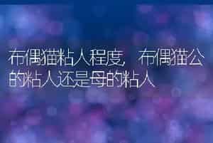 布偶猫粘人程度，布偶猫公的粘人还是母的粘人