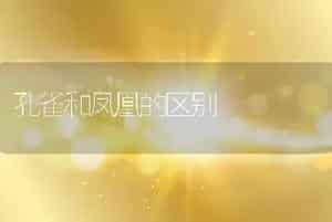 孔雀和凤凰的区别