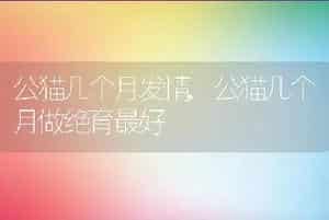 公猫几个月发情，公猫几个月做绝育最好