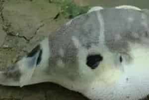 河豚养殖的管理措施