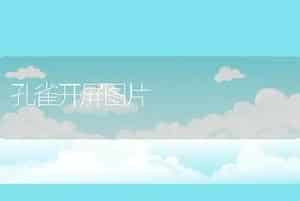 孔雀开屏图片