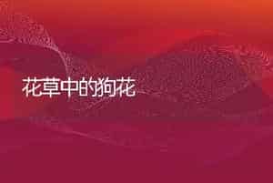 花草中的狗花