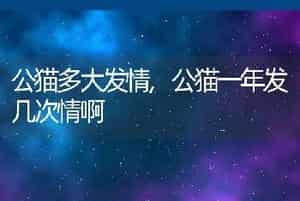 公猫多大发情，公猫一年发几次情啊