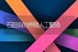 石斑鱼的养殖人工繁殖