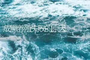 成鳜养殖失败的原因