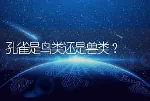 孔雀是鸟类还是兽类？