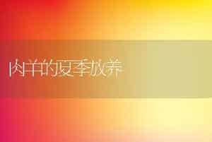 肉羊的夏季放养