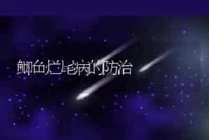 鲫鱼烂尾病的防治